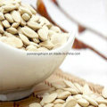 Chinese Raw Snow White Pumpkin Seeds